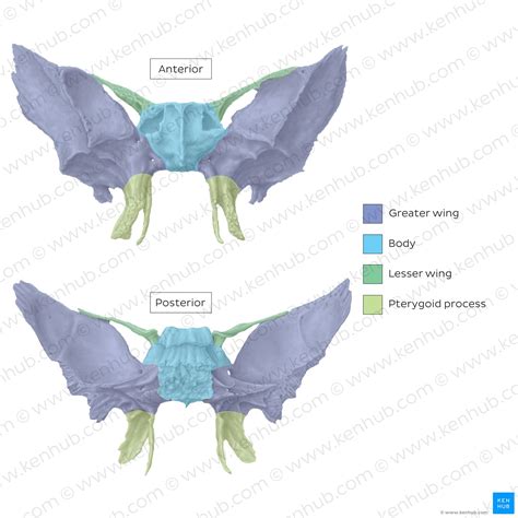 Sphenoid Bone Anatomy Function And Development Kenhub My Xxx Hot Girl