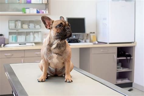 Proheart 6 and proheart 12 Heartworm Disease in Dogs: Why Preventative Medicine Works ...