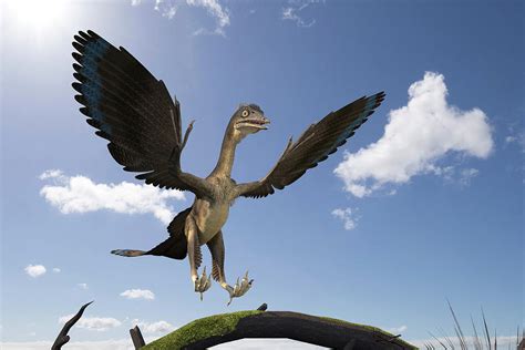 Archaeopteryx Dinosaur Photograph By Roger Harrisscience Photo Library