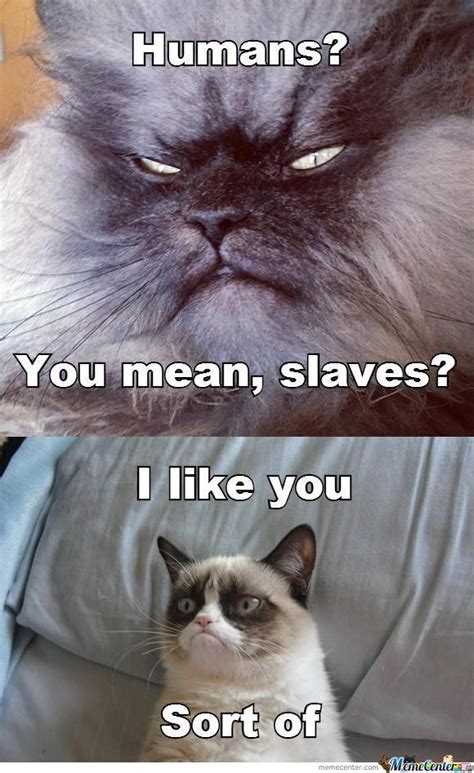 I Like You Evil Cat Funny Grumpy Cat Memes Grumpy Cat Quotes Grumpy