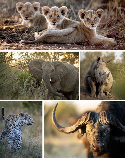 The Kruger South Africas Ultimate Safari Destination African