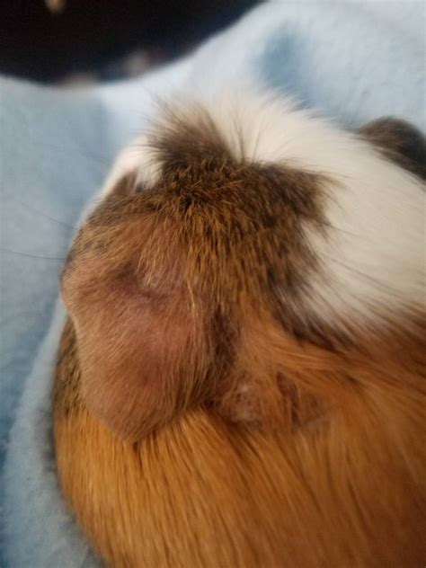 Fur Bald Spot Appearing Behind 1 Ear