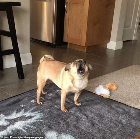 Barking Mad Ginger The Rescue Pug Screams Like A Banshee To Get Her