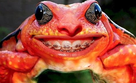 Smile Funny Frogs Funny Photoshop Frog