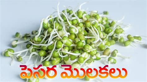 పెసర మొలకలు Pesara Molakalu In Telugu How To Make Sprouts Youtube