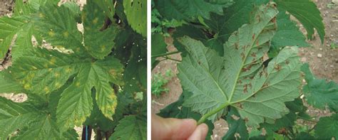 Most species in this group produce a downy mildew disease, which can cause severe damage to many different cultivated crops, as well as wild and ornamental plants. Hmeljeva peronospora | IVR