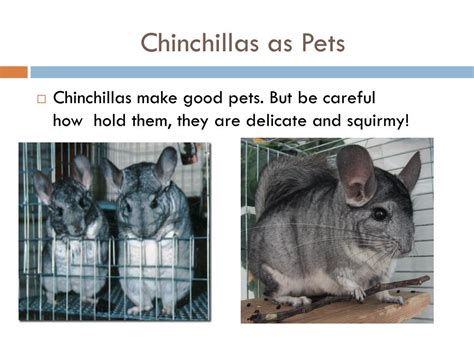 26 Best Pictures Are Chinchillas Good Pets For Beginners 5 Month Old