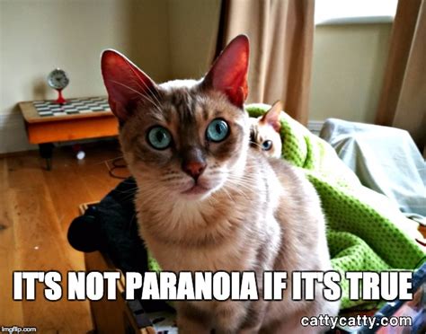 Image Tagged In Paranoid Memefunny Cat Memesfunny Cat Meme Imgflip