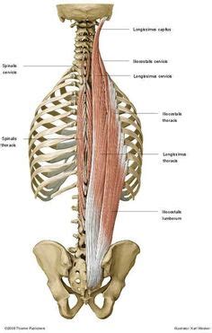 The muscular systems in vertebrates are controlled through the nervous system although some muscles. erector spinae | Back muscles, Muscles of the neck, Muscle