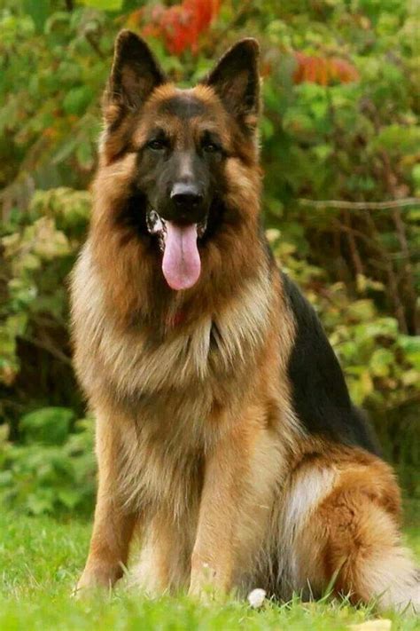 Best 25 Long Haired German Shepherd Ideas On Pinterest German