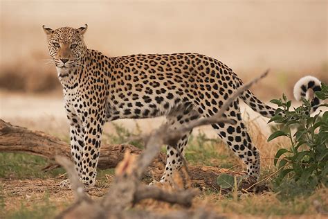 Tiere der Kalahari Wüste WorldAtlas