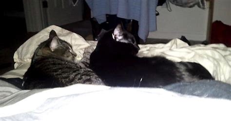Normally My Cats Ignore Each Other Or Fight This Is What I Woke Up To