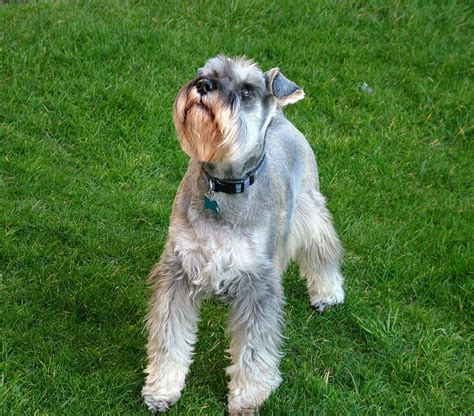 File:Miniature Schnauzer Jordy.jpg - Wikimedia Commons