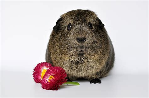 Can Guinea Pigs Eat Cherries Serving Size Hazards And More