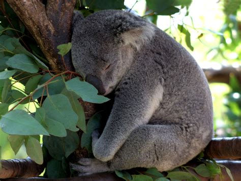 Download Sleeping Animal Koala Wallpaper