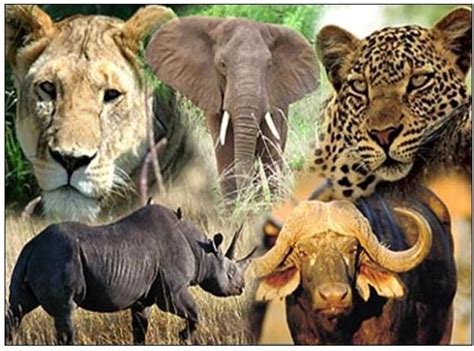 Hunting The Big Five Africa African Animals Animals Wild Animals