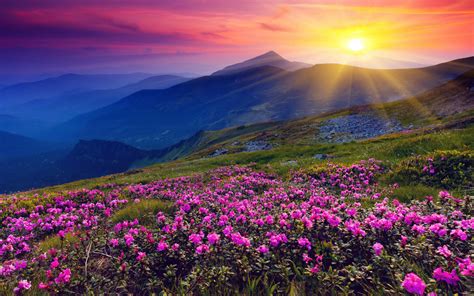 Pink Mountain Meadow With Flowers And Green Grass Mountains And Red Sky