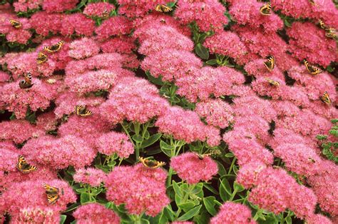 Check spelling or type a new query. 20 Drought-Resistant Plants for a Beautiful Yard Even in ...