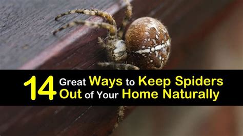 14 Great Ways To Keep Spiders Out Of Your Home Naturally