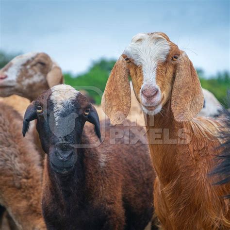 Faces Of Indian Goat And Sheep In A Herd In Field In Maharashtra In
