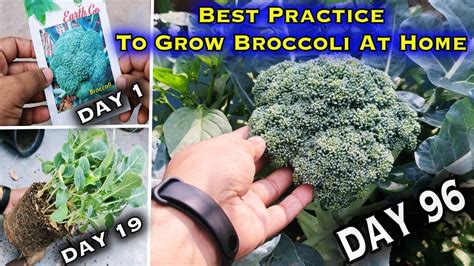 Easiest Method To Grow Broccoli At Home From Seed To Harvest A