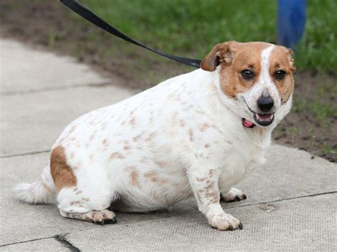 Competition Launched To Help Podgy Pets Get Back In Shape Express And Star