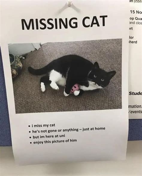 Missing Cat Rcatmemes
