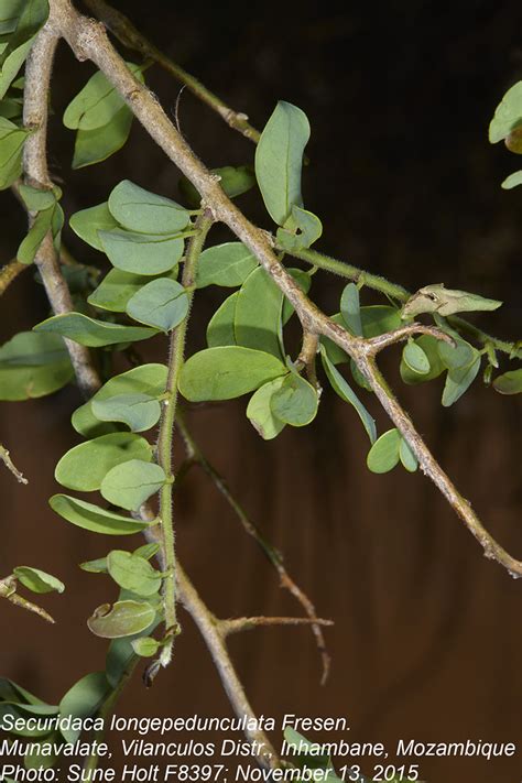 Flora Of Mozambique Species Information Individual Images Securidaca