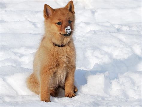 Finnish Spitz Puppy By Niera Spitz Dog Breeds Spitz Dogs Rare Dog