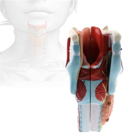 Buy Wlymqfc Pharynx Model Anatomy Model Human Larynx Model Detachable
