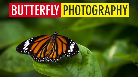 10 Tips For Photographing Butterflies Simple Butterfly Photography