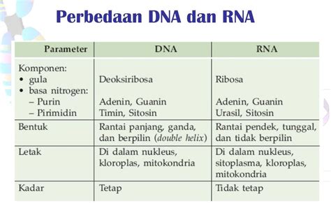Perbedaan Dna Dan Rna Berdasarkan Sifatnya - DNA Informasi