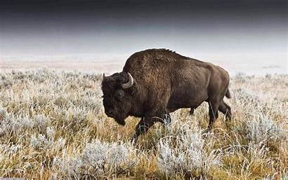 Bison American Wallpapers Desktop Buffalo Animals Geographic