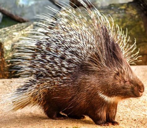 England defender tyrone mings said his first experience of tournament football was perfect. PORCUPINE - THE PEP