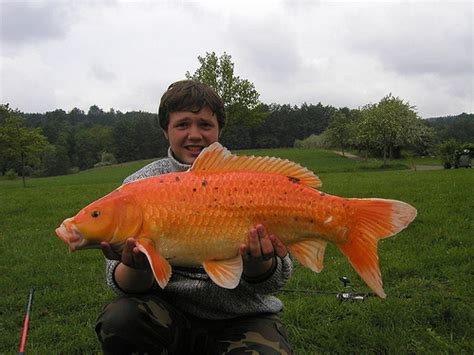 If someone wants to install a koi pond in their yard then the first thing they need to do is make sure it is planned to be big enough for the fish. paradis express: Giant koi