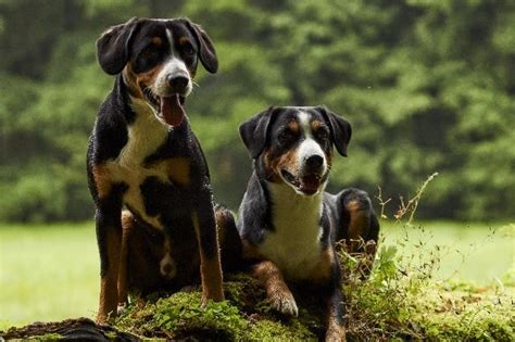 Entlebucher Mountain Dog Breeders And Puppies For Sale