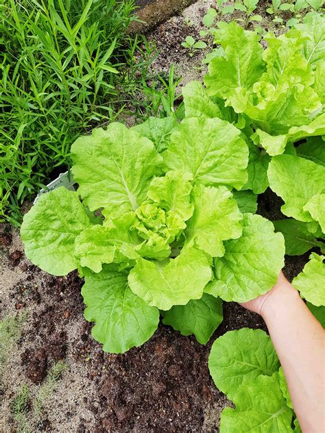 1-Day Growing Organic Vegetables using Soil & Soil-Less Methods 