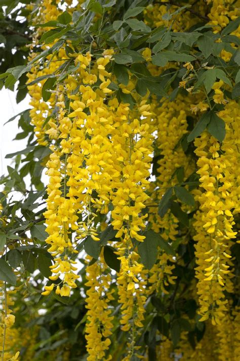 Vossi Golden Chain Tree Laburnum X Watereri Vossii Monrovia Plant