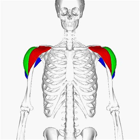 The human shoulder is made up of three bones: Pictures Of Anterior Fibers Of The Deltoid