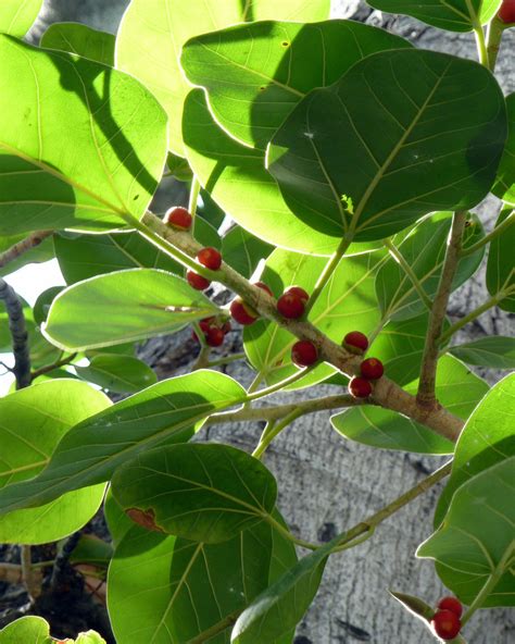 Ficus Benghalensis Tula Plants And Design