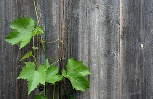 Wine Leaves Free Stock Photos Rgbstock Free Stock Images