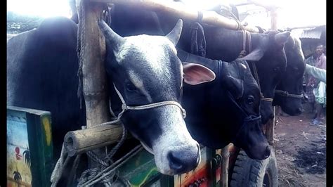 Bangladeshi Cow Market Before Eid Ul Adha 2020 Part 5 Youtube