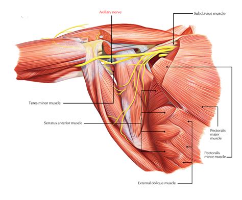 The thorax is located in the upper trunk, defined anteriorly by the sternum bone, laterally thorax muscles internal view. Teres minor - Earth's Lab