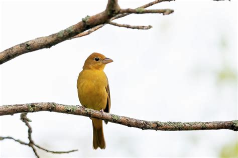 Summer Tanager 2020091201 Photograph By Mike Timmons Fine Art America