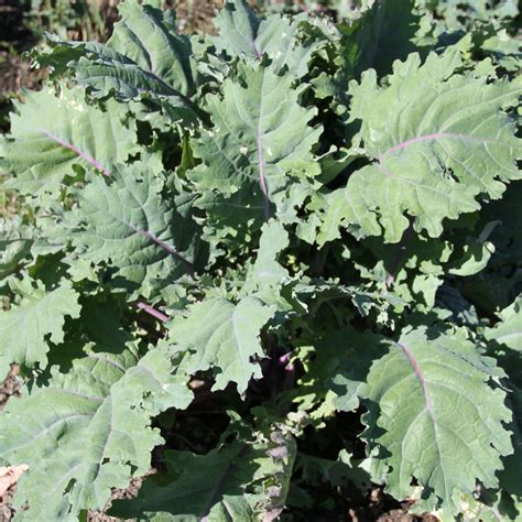 Red Russian Kale Seed 1 G ~250 Seeds Heirloom Open Pollinated Non
