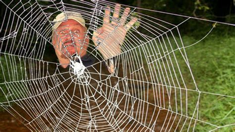 A Spider Web Spiderweb Spiders Web Or Cobweb Is A Device Created By
