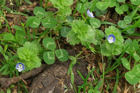 Семейство норичниковые — scrophulariaceae juss. Veronica persica