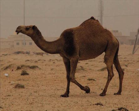 1 a large dry area with little or now plant 1. Composition and Properties of Camel Milk | IntechOpen