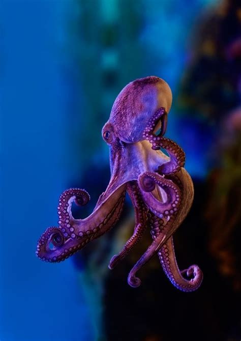 17 Best Images About My Favorite Animal The Octopus On