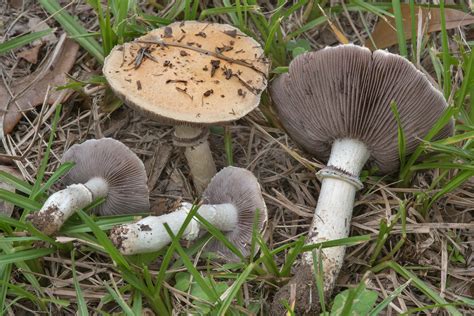 Stropharia Coronilla The Ultimate Mushroom Guide
